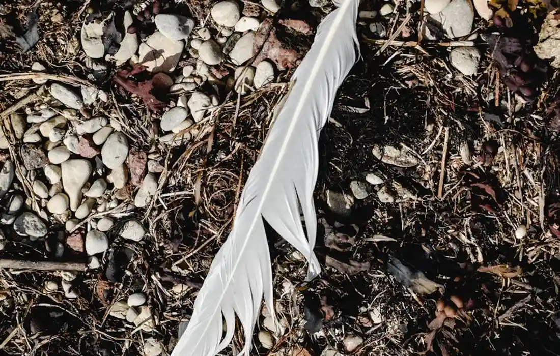 A single white feather on a dirt and pebble-covered ground among twigs