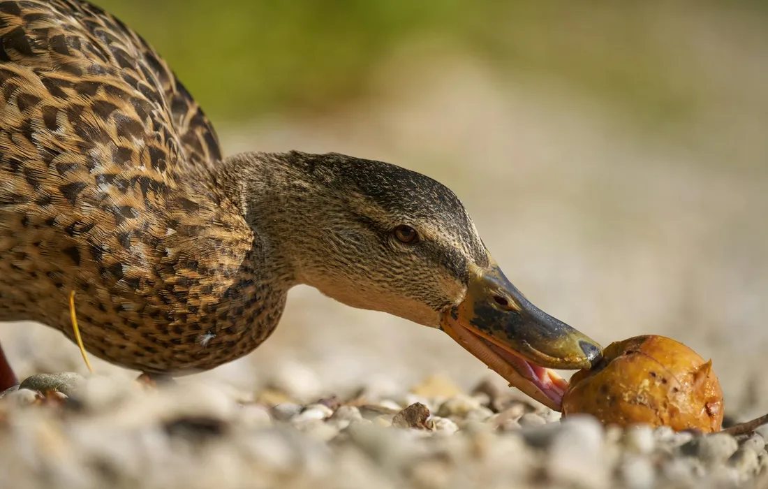 A brown-speckled duck bends toward a potato on a gravel garden bed, foraging near a vegetable plot.