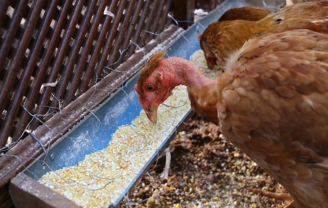 Brown poultry (hen) feeding from a grain trough with spilled kernels.