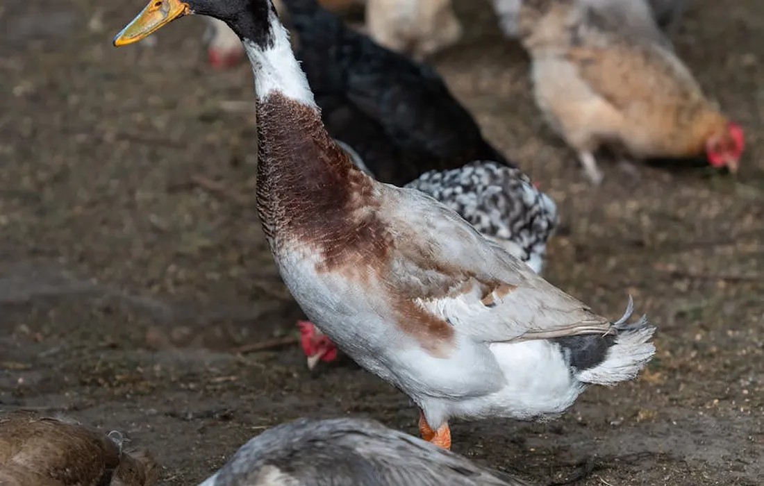 Duck standing on muddy ground with chickens in the background.