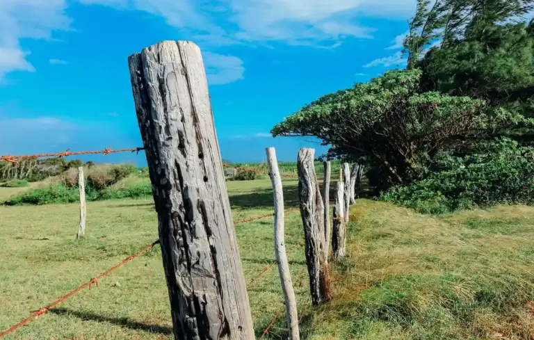 Wooden fence posts along a grassy meadow under a bright blue sky, suggesting garden boundaries to deter rabbits.