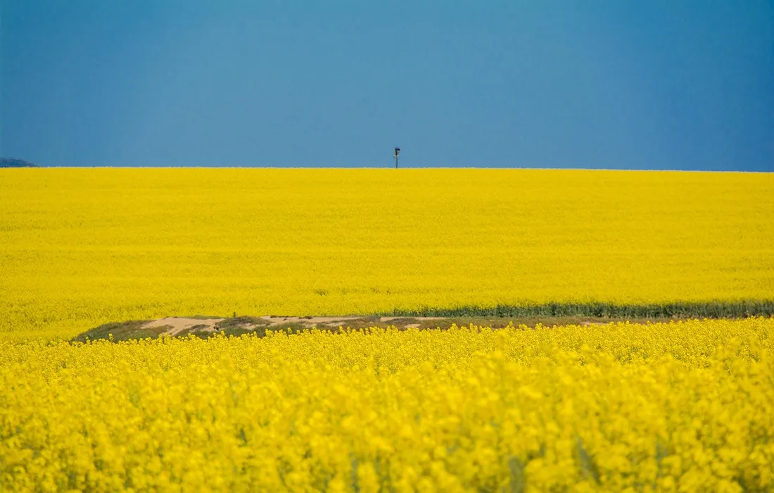 Expansive yellow flower field under a clear blue sky