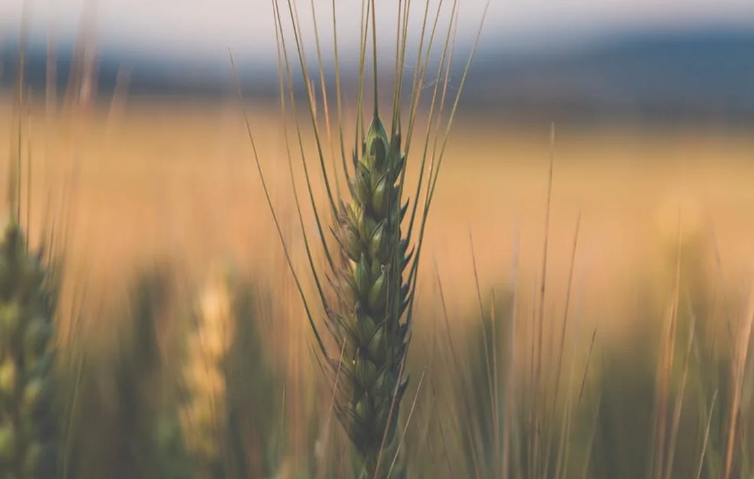 Close-up of a wheat head in a sunlit field.
