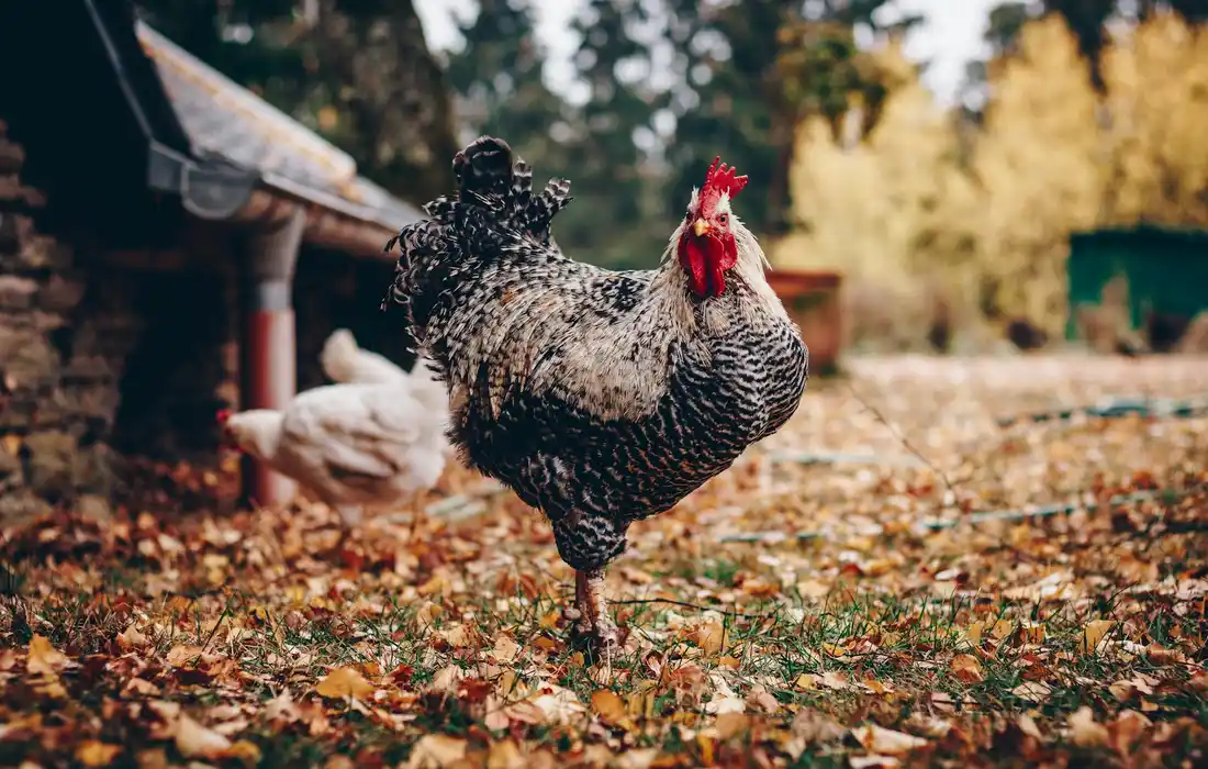 Speckled chicken walking across a leaf-strewn yard with a coop visible in the background