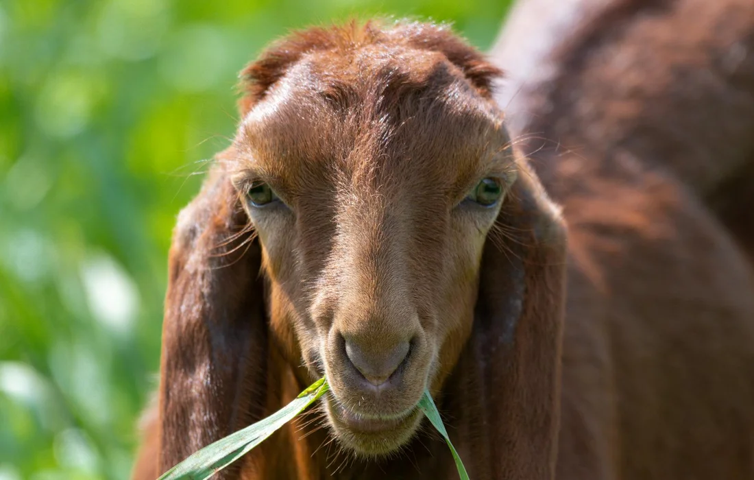 Close-up of a brown goat nibbling on a blade of grass in a sunny green pasture.