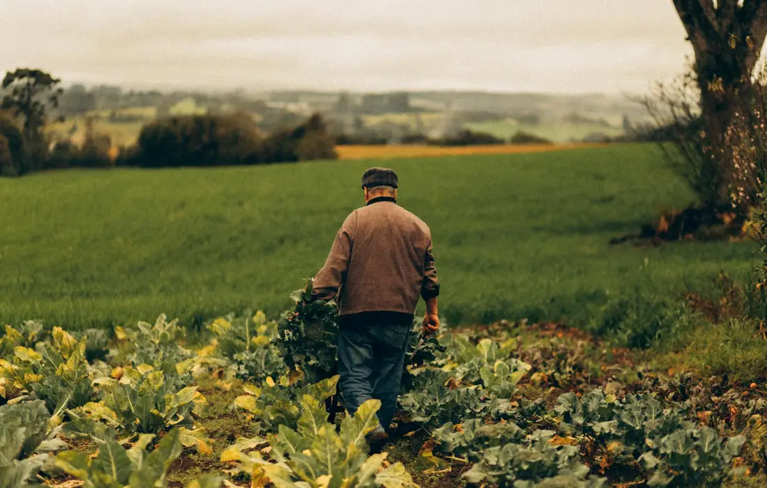 A person walking through a garden bed in a rural field, inspecting leafy plants as part of rabbit-proofing efforts.