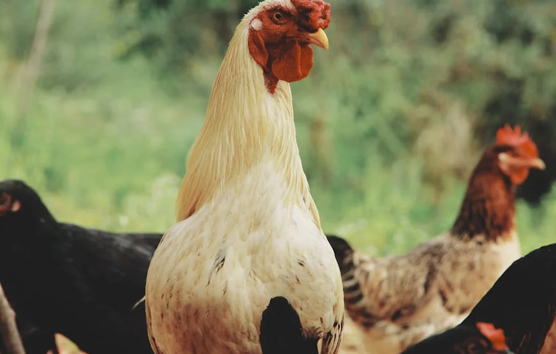 White chicken with a red comb in the foreground, with other chickens foraging in a grassy outdoor area.