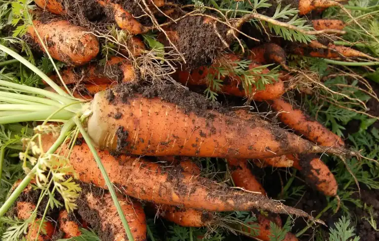 Close-up of freshly harvested orange carrots with green tops, partially covered in soil