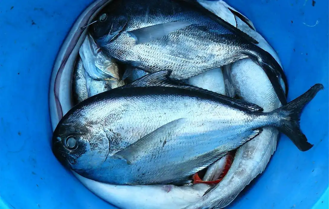 Fresh whole fish in a blue bucket