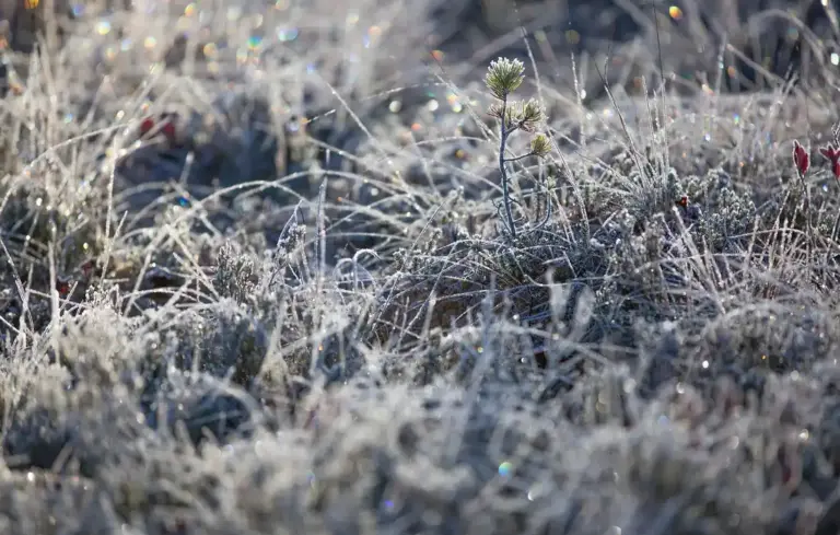 Close-up of frost-covered pasture grasses suitable for sheep grazing