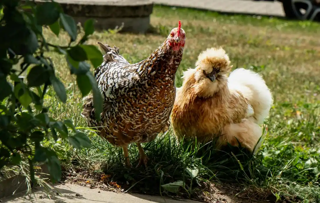 Two chickens foraging in a garden bed with grass and leafy plants nearby.