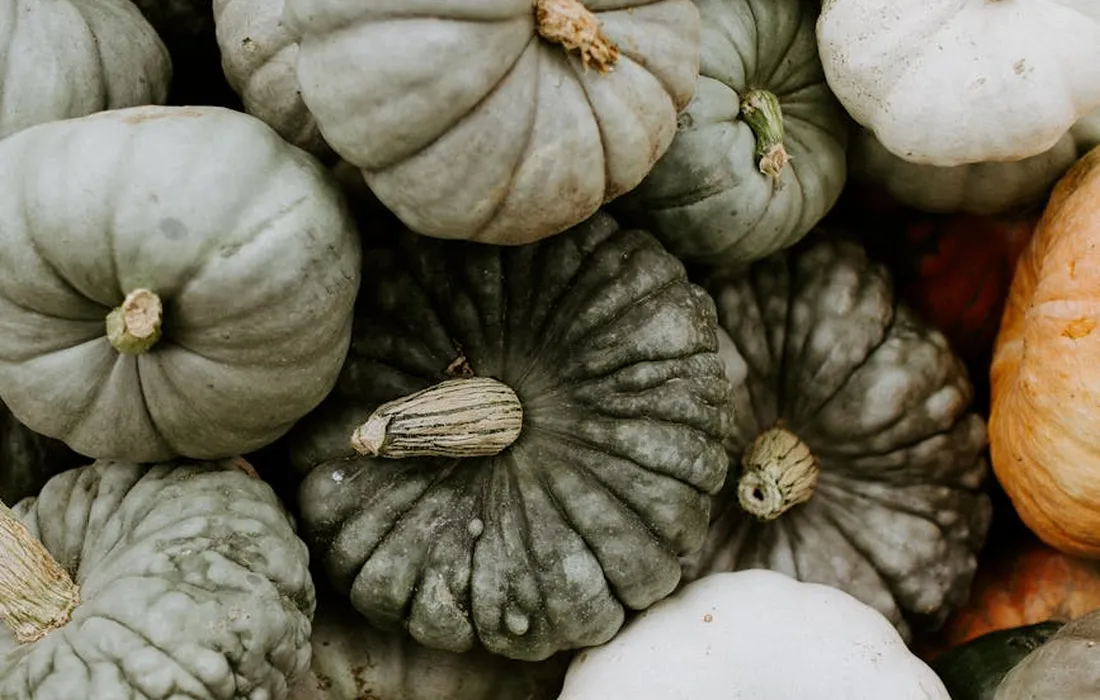 Assorted pumpkins and gourds in pale greens, dark greens, white, and orange.