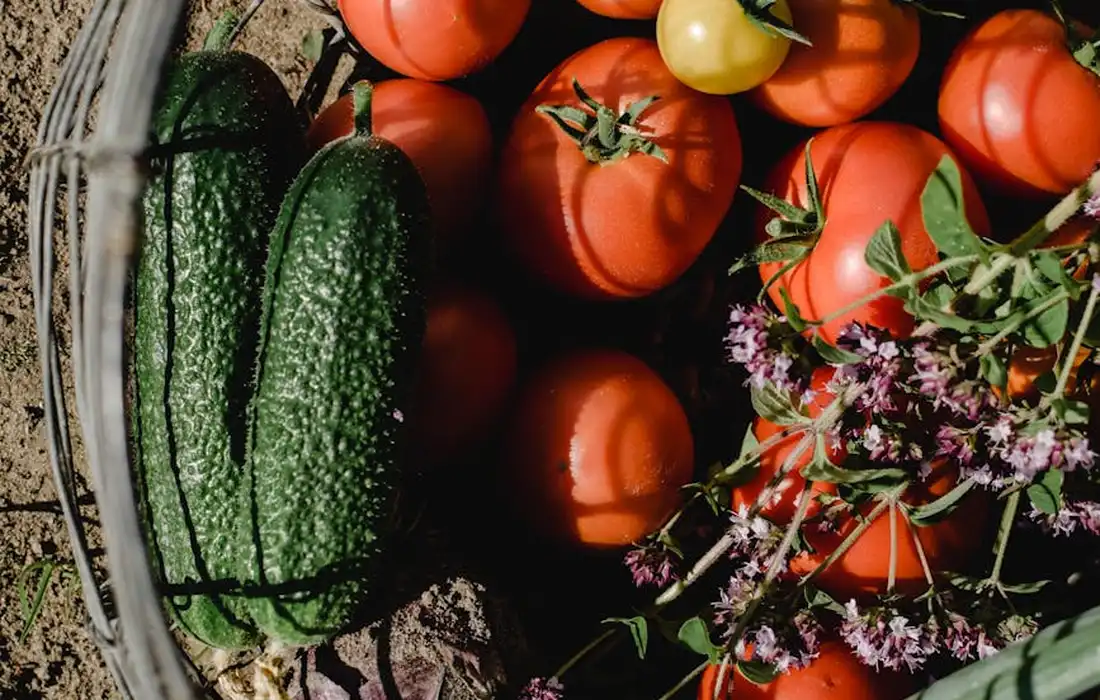 Fresh cucumbers and tomatoes in a basket with herbs, illustrating moderation in feeding produce to pigs and guinea pigs.