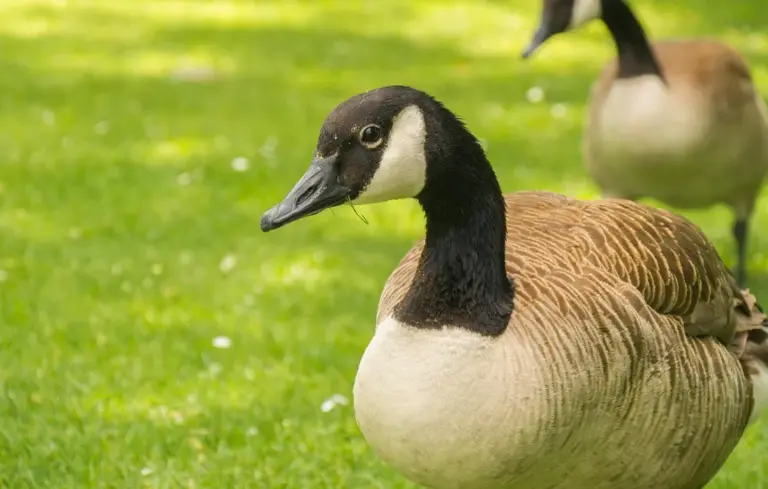 Canada goose with black head and white cheek patches standing on green grass, with another goose blurred in the background.