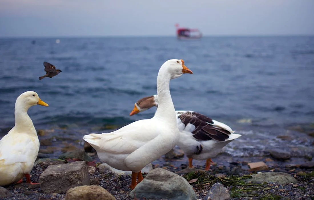Three geese on a rocky shoreline by the sea with a distant boat on the horizon.