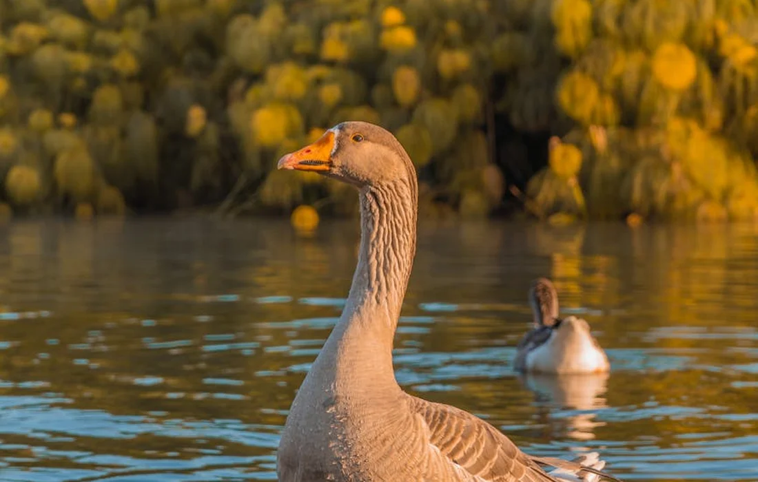 Two geese swimming on a calm lake with a shoreline of yellow flowering plants, illustrating wildlife and ecological considerations.
