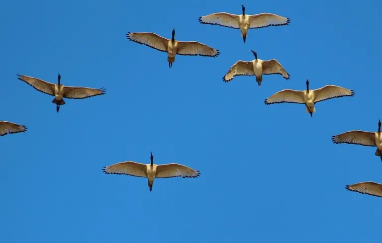 A flock of geese with outstretched wings flying over a bright blue sky
