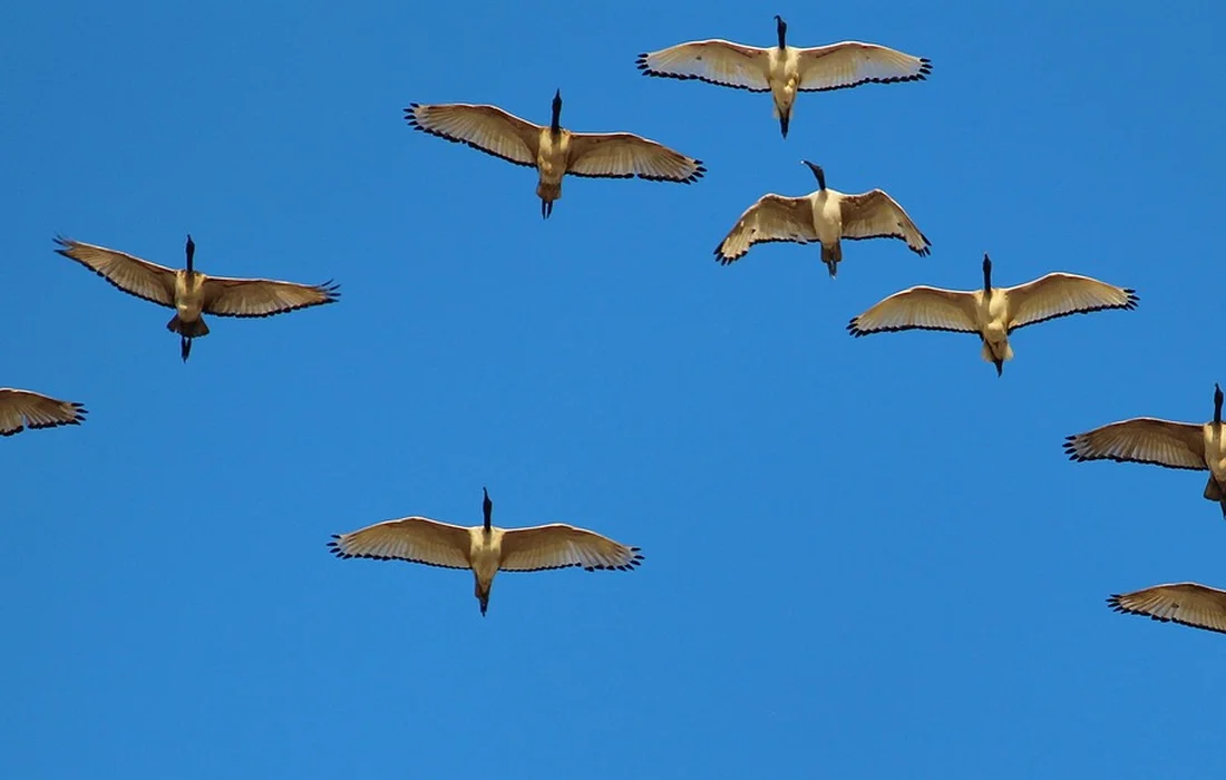 A flock of geese with outstretched wings flying over a bright blue sky