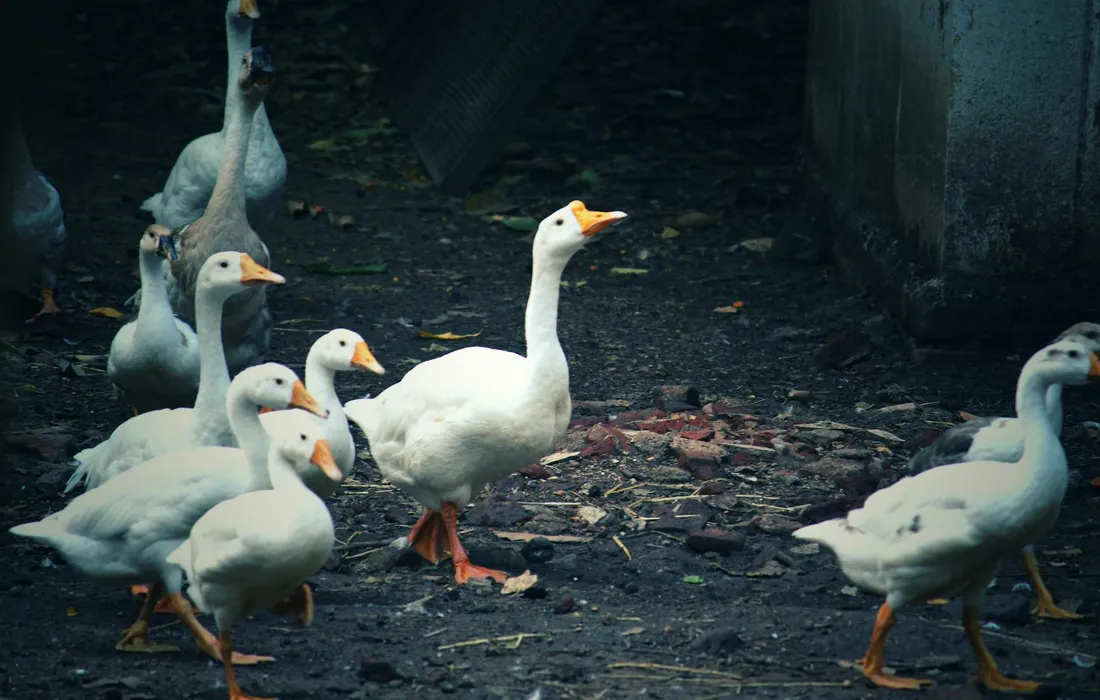 A flock of white geese with orange beaks on a dark, muddy ground.
