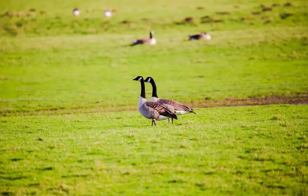 Can Geese Eat Algae, Shrimp, and Meat? Your Homestead Guide to Safe Snacks