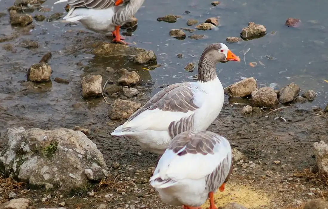 Two geese standing on a rocky shoreline by a calm body of water.
