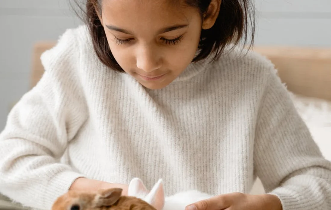 A young girl in a white knit sweater gently caring for a small brown rabbit.