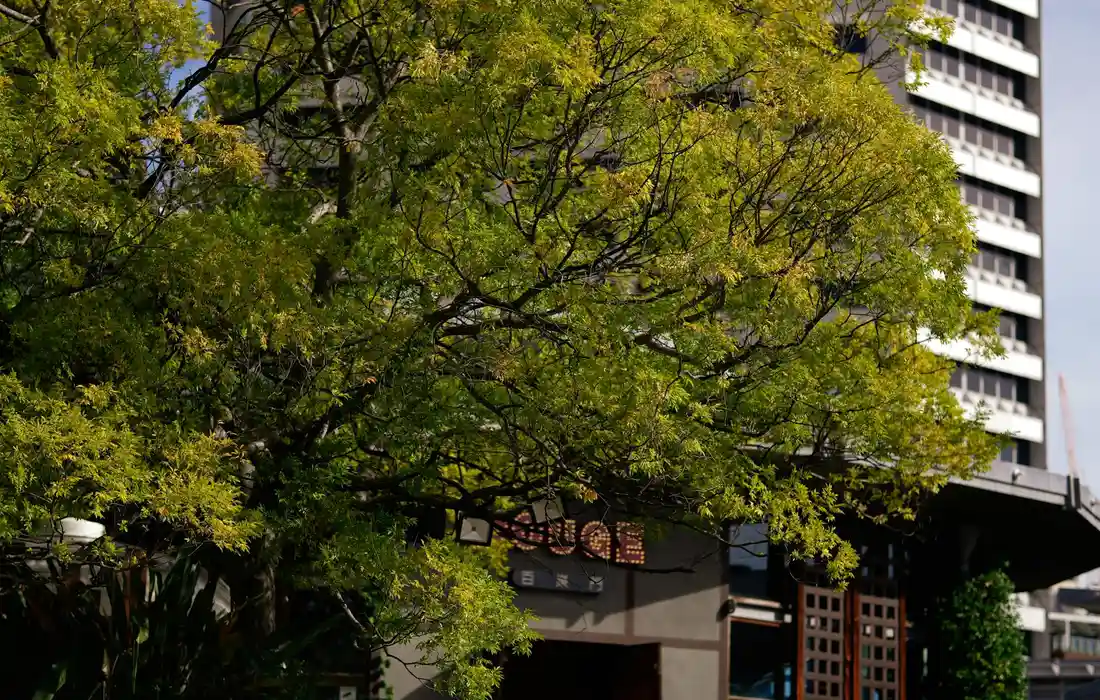 Urban tree with lush green leaves in front of a building, illustrating year-round foraging context for goats.