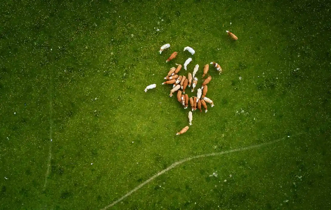 Cluster of goat feed pellets on a bright green grassy surface