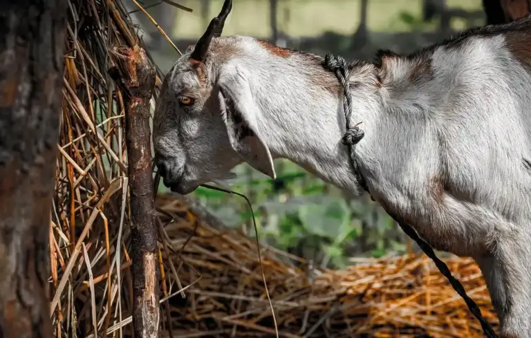 Goat eating hay from a pile of straw, wearing a rope halter.