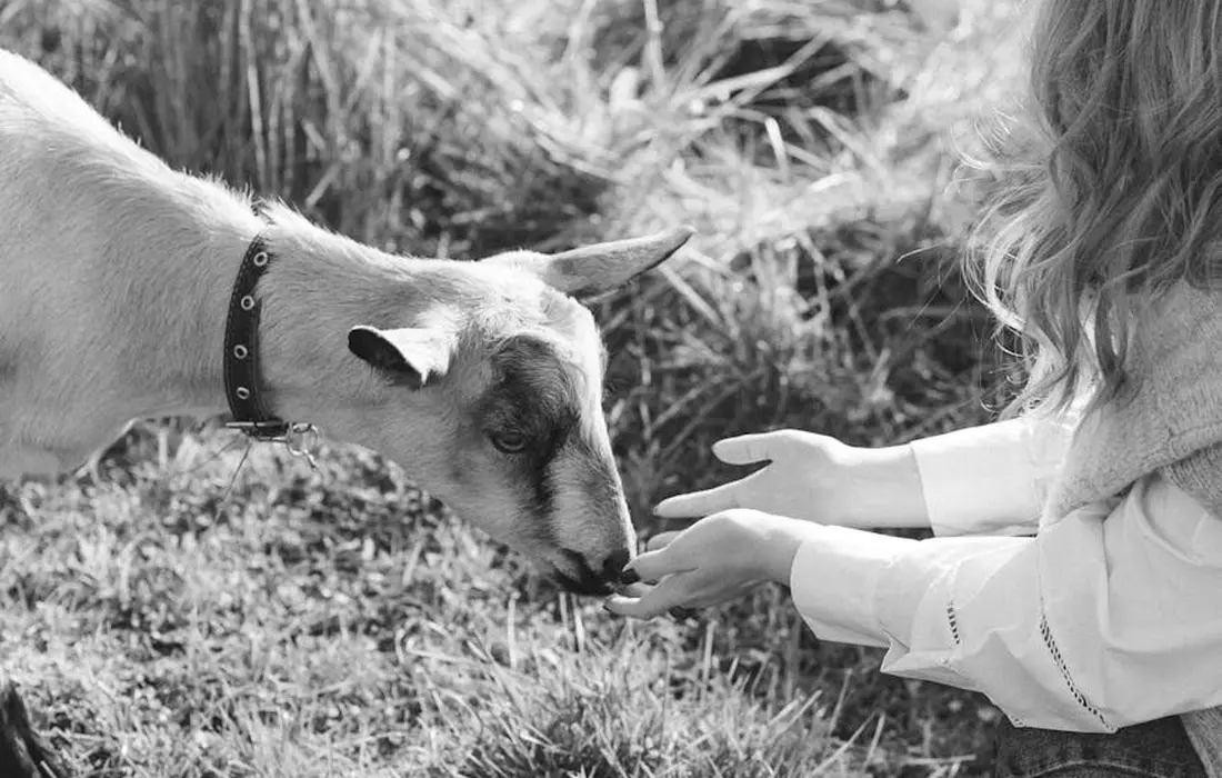 A goat extends its head toward a person's hands outdoors, appearing to take grain or feed; grayscale photo