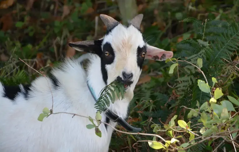 White goat with black patches nibbling on green plant leaves in a leafy outdoor setting.