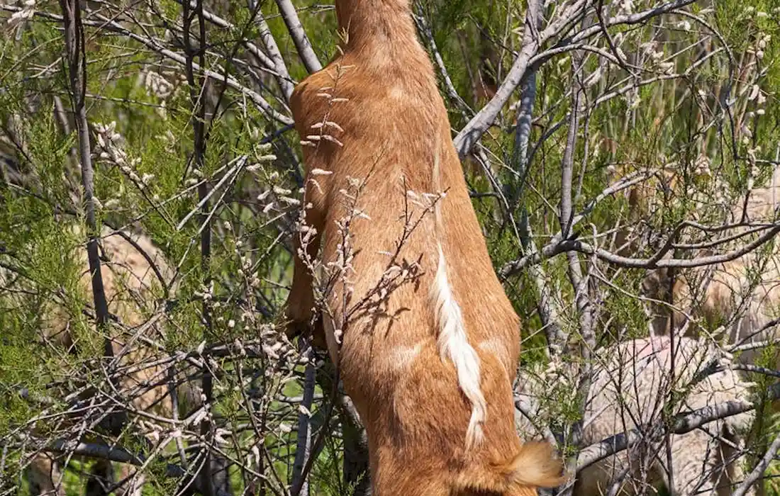 Brown goat standing among evergreen branches with needles, looking upward.