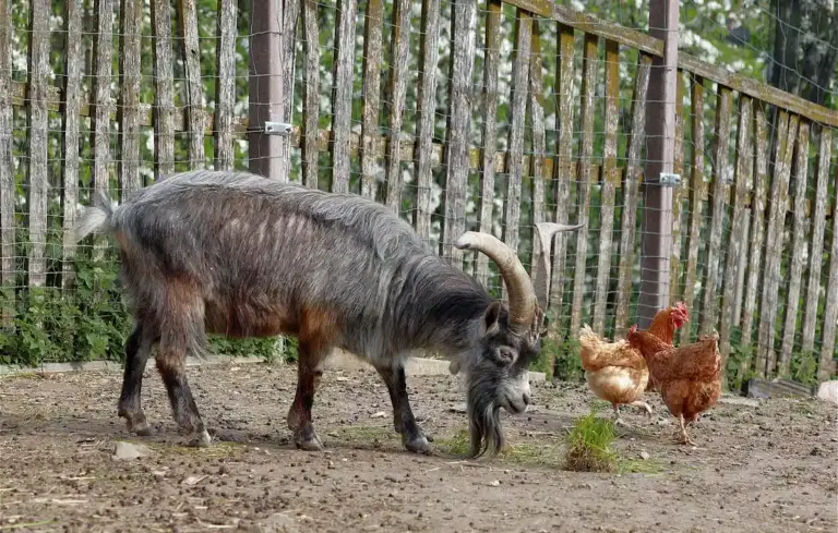 A goat with curved horns stands on dirt near two chickens inside a wooden fence.