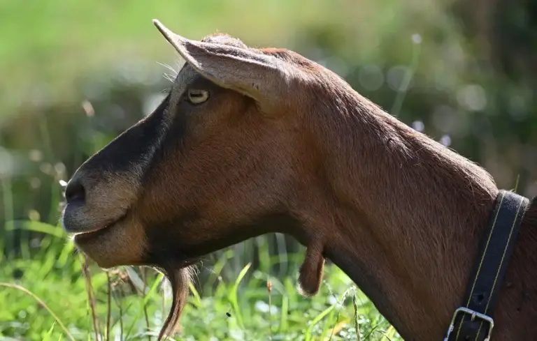 Side profile of a brown goat with a beard and collar standing in a green pasture