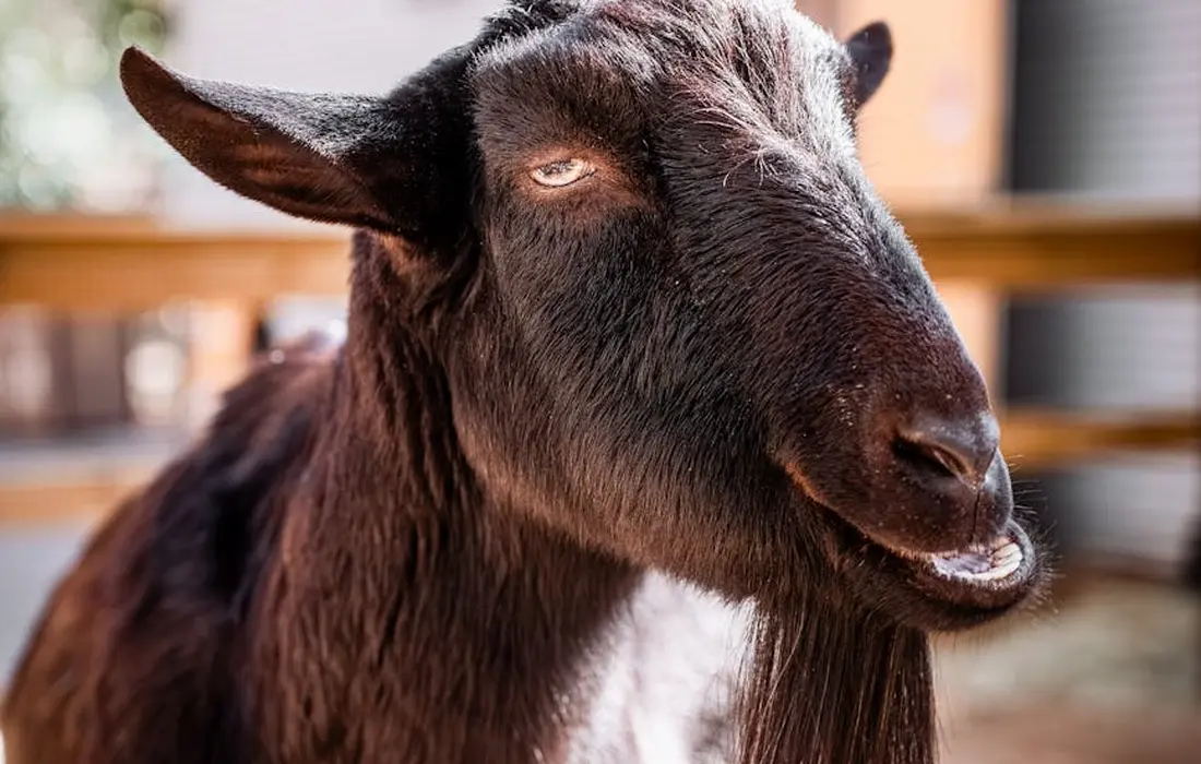 Close-up of a brown goat with a calm expression