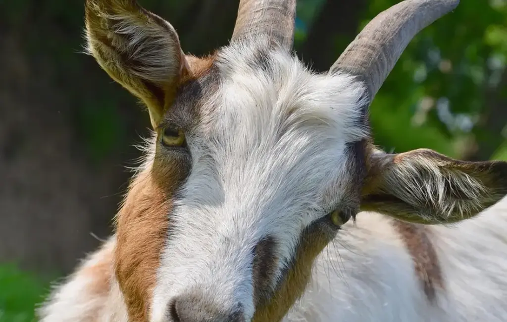Let Goats Mow Down Your Worst Weeds: A Homesteader’s Guide to Natural Brush Control
