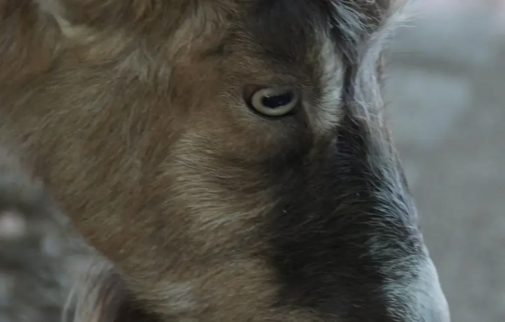 Goat Diet Solved: The Complete List of Toxic Foods and Healthy Feeds