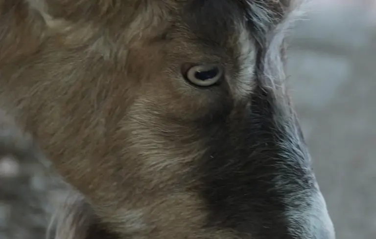 Close-up of a goat's face