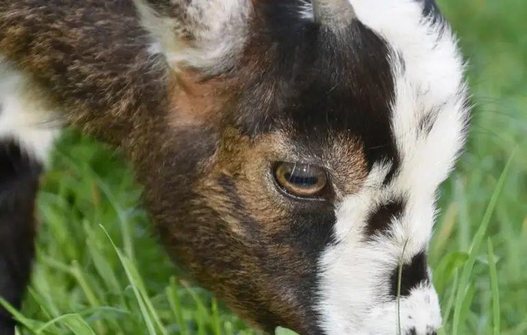 Close-up of a goat's head grazing in green grass.