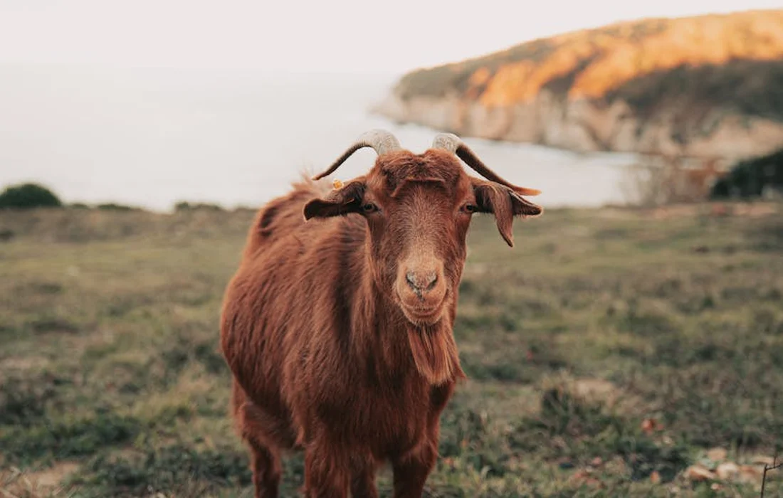 A brown goat standing in a grassy coastal field, looking toward the camera.