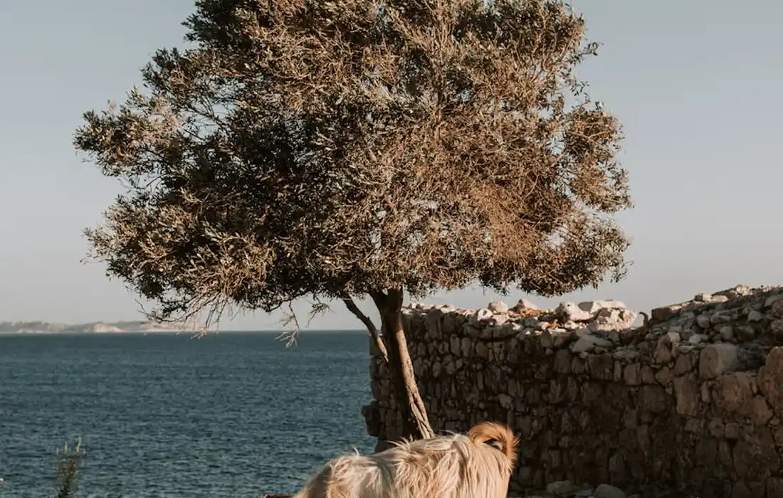 Goat standing by a tree near the sea with a stone wall in the background, illustrating foraging context.