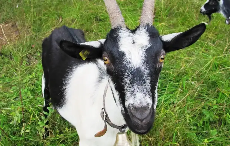 Close-up of a black and white goat in a green pasture, looking at the camera; a bell hangs from its neck.