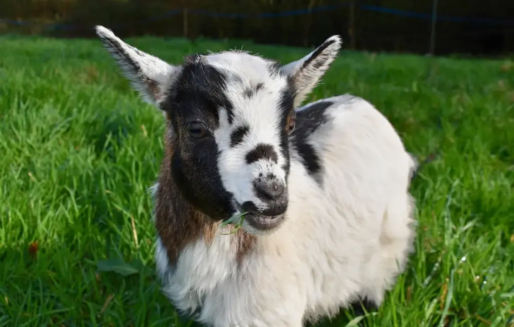 Your Goat’s Menu: A Practical Guide to Safe and Unsafe Human Foods