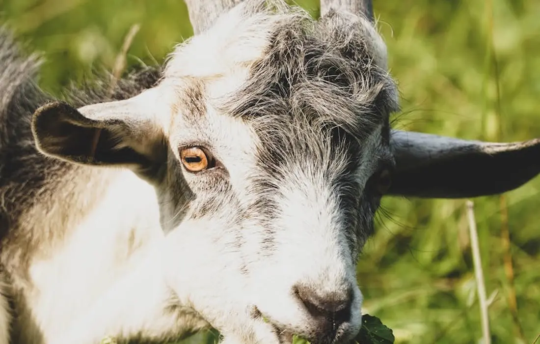 Close-up of a light-colored goat in a sunny grassy area.