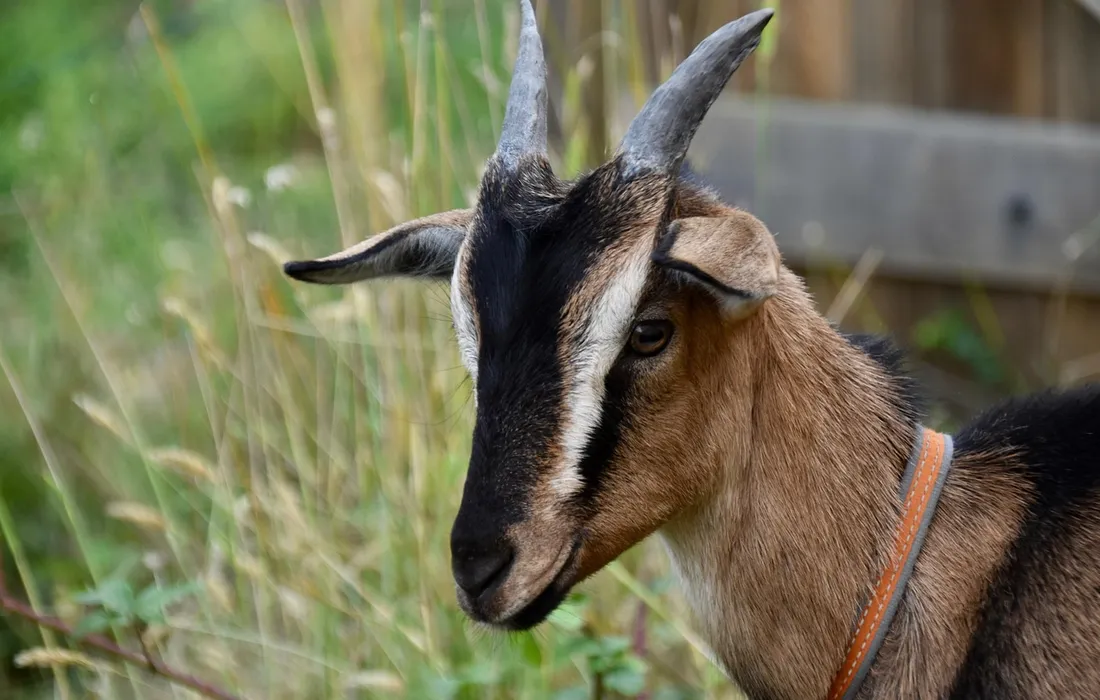 Close-up of a brown and black goat with white facial markings and horns, wearing an orange collar, examining tall grass