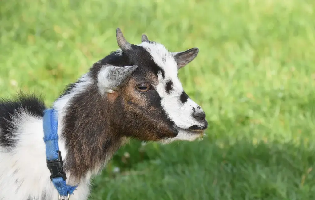 Goat Diet: Your Quick Guide to Safe Tree Leaves & Branch Foraging