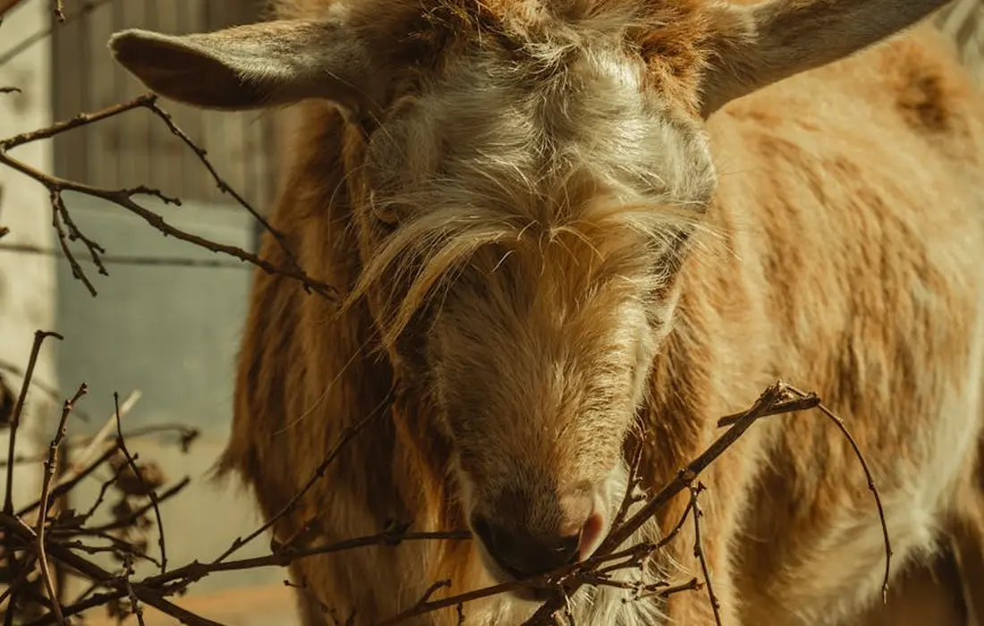 Close-up of a goat's face nibbling on branches, illustrating natural foraging behavior.