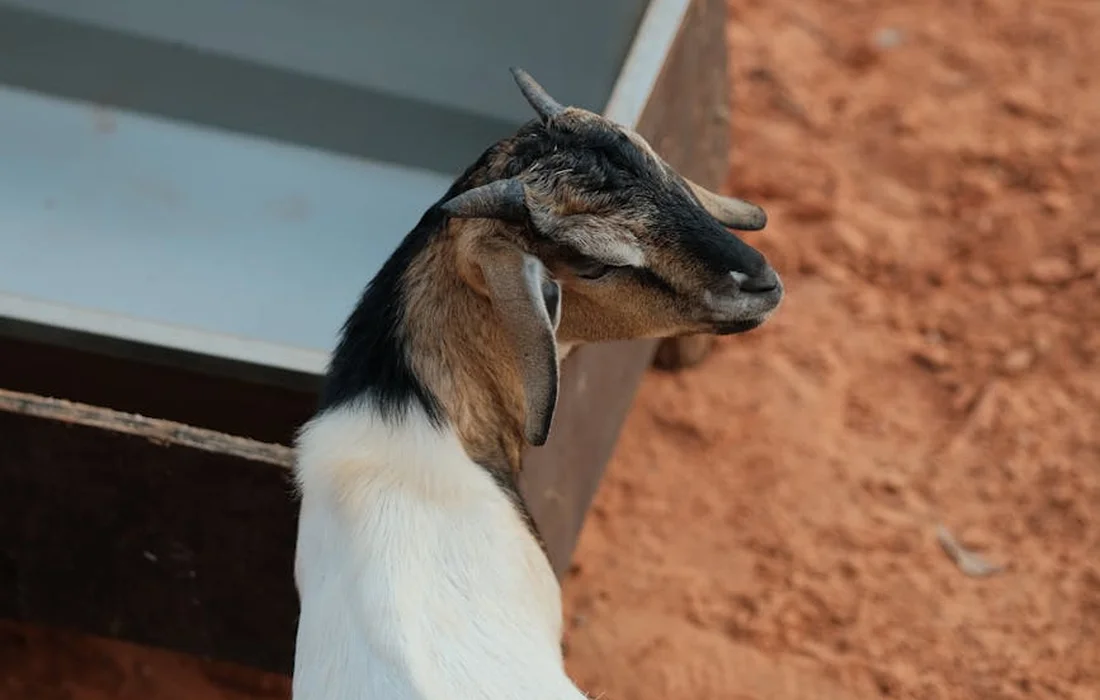 Goat with a white body and dark head standing near a metal container in a dusty outdoor setting.