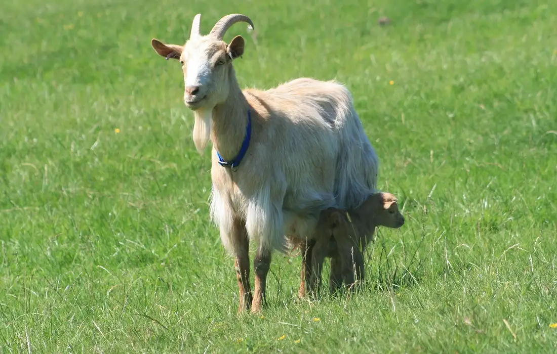 Adult white goat with curved horns standing in a green pasture, with a young kid beside it.