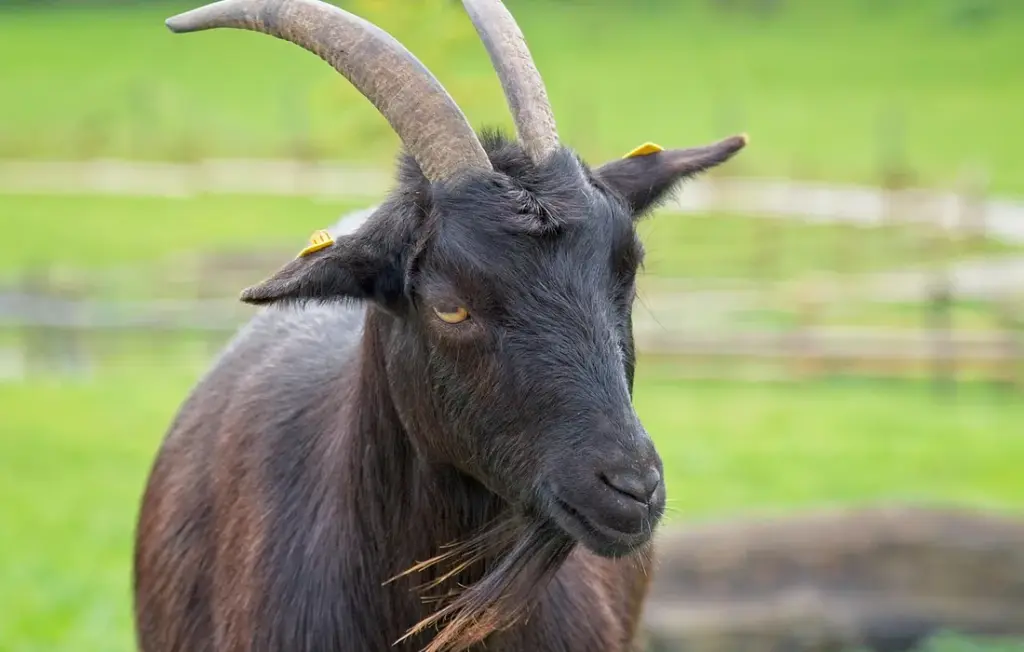 Feeding Goats from Your Kitchen: Safe Holiday Treats and the Baking Soda Backup